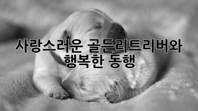 사랑스러운 골든리트리버와 행복한 동행